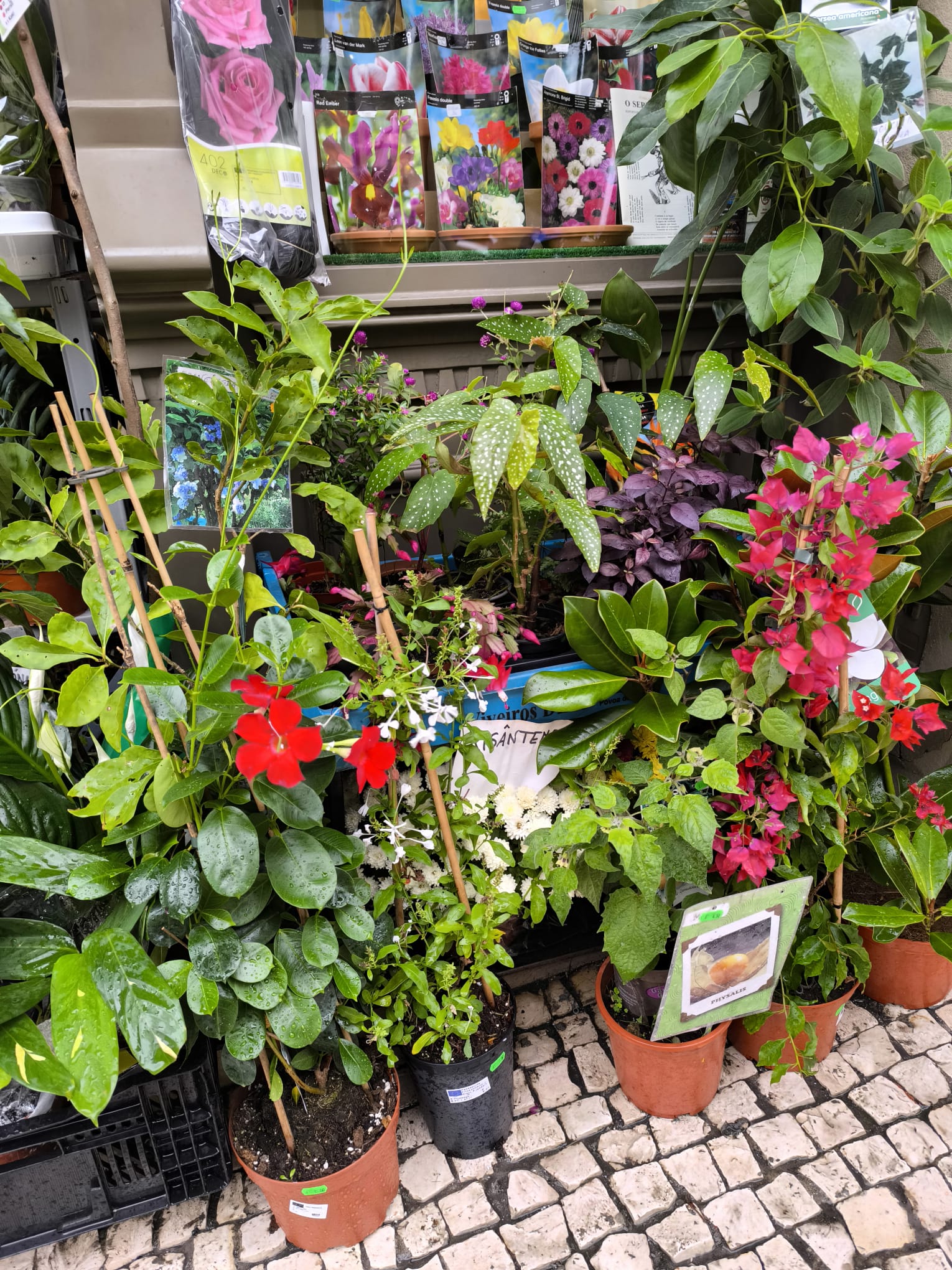 Plantas Trepadeiras e Ornamentais em Vaso